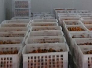 保鮮庫和冷凍庫的區別。