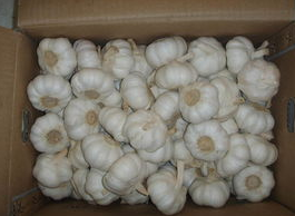 冷庫安裝廠家告訴你大蒜冷庫儲存保鮮。