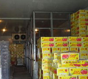 麻豆视频在线观看