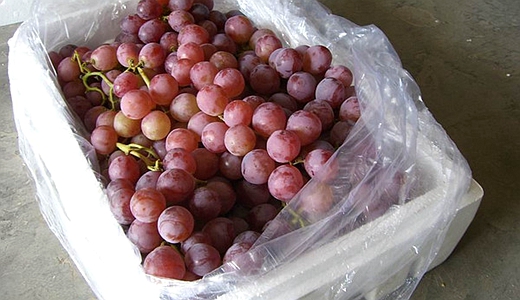 葡萄保鮮冷庫建造儲存、方法、時間、溫度