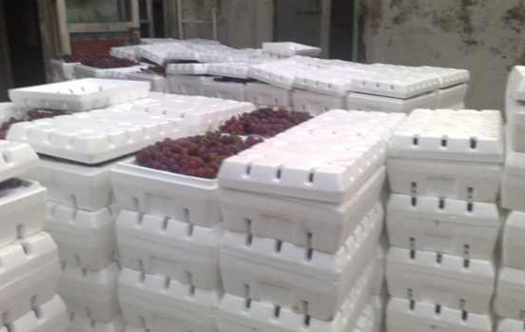 安徽麻豆国产AV超爽剧情系列李子儲藏李子保鮮庫應用